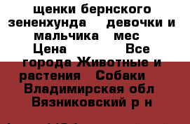 щенки бернского зененхунда. 2 девочки и 2 мальчика(2 мес.) › Цена ­ 22 000 - Все города Животные и растения » Собаки   . Владимирская обл.,Вязниковский р-н